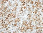 RASA3 Antibody in Immunohistochemistry (Paraffin) (IHC (P))