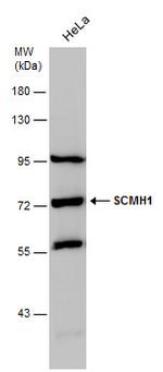 SCMH1 Antibody in Western Blot (WB)