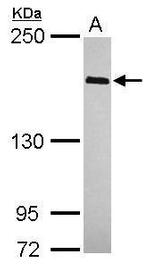 WAPL Antibody in Western Blot (WB)