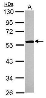 ETEA Antibody in Western Blot (WB)