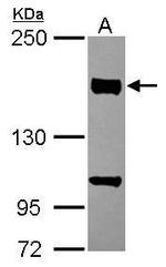 CLASP1 Antibody in Western Blot (WB)