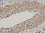 NCAPH Antibody in Immunohistochemistry (Paraffin) (IHC (P))