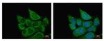 ETHE1 Antibody in Immunocytochemistry (ICC/IF)