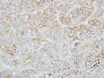 ETHE1 Antibody in Immunohistochemistry (Paraffin) (IHC (P))