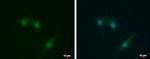 SEC14L2 Antibody in Immunocytochemistry (ICC/IF)