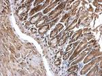 EDC4 Antibody in Immunohistochemistry (Paraffin) (IHC (P))