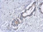 EML2 Antibody in Immunohistochemistry (Paraffin) (IHC (P))