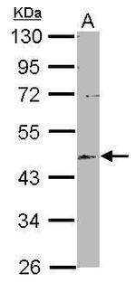 EML2 Antibody in Western Blot (WB)