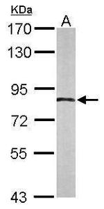 APPL1 Antibody in Western Blot (WB)