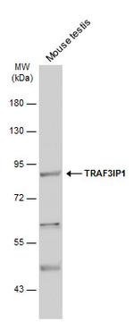 TRAF3IP1 Antibody in Western Blot (WB)