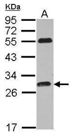 PITPNC1 Antibody in Western Blot (WB)