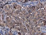 KLHL3 Antibody in Immunohistochemistry (Paraffin) (IHC (P))