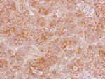 KappaB ras2 Antibody in Immunohistochemistry (Paraffin) (IHC (P))