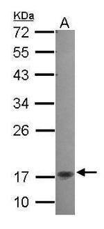 KappaB ras2 Antibody in Western Blot (WB)