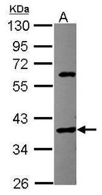 SPOP Antibody in Western Blot (WB)