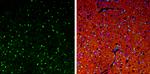 QKI Antibody in Immunohistochemistry (Frozen) (IHC (F))