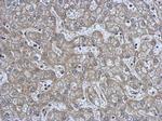 NMT2 Antibody in Immunohistochemistry (Paraffin) (IHC (P))