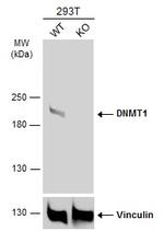 DNMT1 Antibody