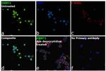 DNMT1 Antibody in Immunocytochemistry (ICC/IF)