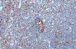 DNMT1 Antibody in Immunohistochemistry (Paraffin) (IHC (P))