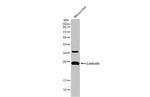 LOR Antibody in Western Blot (WB)