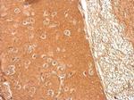 Presenilin 1 Antibody in Immunohistochemistry (Paraffin) (IHC (P))