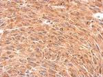 Presenilin 1 Antibody in Immunohistochemistry (Paraffin) (IHC (P))