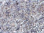 TAL1 Antibody in Immunohistochemistry (Paraffin) (IHC (P))