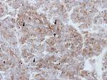 PAR1 Antibody in Immunohistochemistry (Paraffin) (IHC (P))