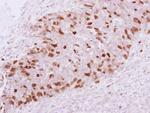 GMNN Antibody in Immunohistochemistry (Paraffin) (IHC (P))