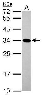 GMNN Antibody in Western Blot (WB)