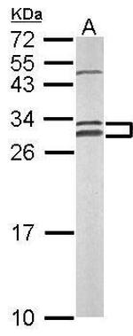 NOSIP Antibody in Western Blot (WB)