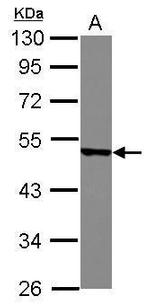 YBX2 Antibody in Western Blot (WB)