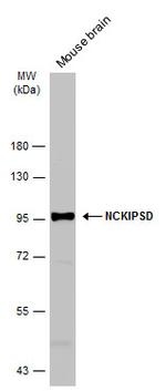 NCKIPSD Antibody in Western Blot (WB)