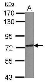 TRIM25 Antibody in Western Blot (WB)