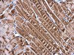 DNALI1 Antibody in Immunohistochemistry (Paraffin) (IHC (P))