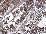 DNALI1 Antibody in Immunohistochemistry (Paraffin) (IHC (P))