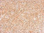 DNALI1 Antibody in Immunohistochemistry (Paraffin) (IHC (P))