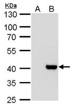 Macro H2A.2 Antibody in Western Blot (WB)