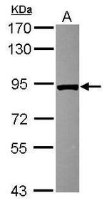 VPS35 Antibody in Western Blot (WB)