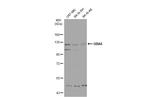 UBE1L2 Antibody in Western Blot (WB)