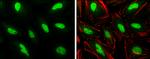 PHF10 Antibody in Immunocytochemistry (ICC/IF)