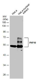 PHF10 Antibody in Western Blot (WB)