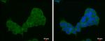 4EBP1 Antibody in Immunocytochemistry (ICC/IF)