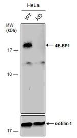 4EBP1 Antibody