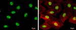 SIN3B Antibody in Immunocytochemistry (ICC/IF)