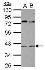 RBFOX2 Antibody in Western Blot (WB)