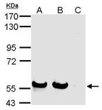 SIGLEC7 Antibody in Western Blot (WB)