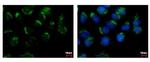 WDSUB1 Antibody in Immunocytochemistry (ICC/IF)