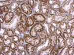 RAB33B Antibody in Immunohistochemistry (Paraffin) (IHC (P))